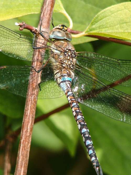 Insect Dragonfly Close Up Blue Eyes Flight Insect