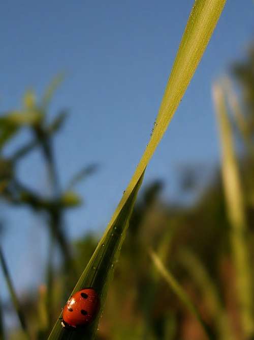 Insect Ladybug Red Grass Blade Of Grass Sky