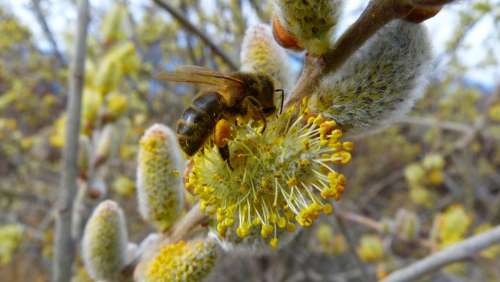 Insects Bee Forage Macro Flowering Spring Garden