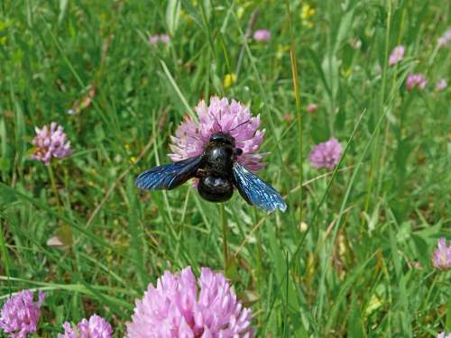 Insects Carpenter Bee Macro Nature Forage