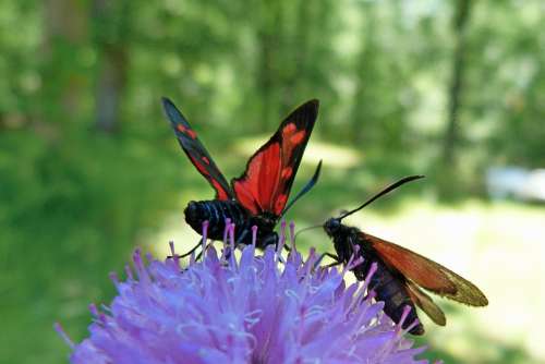 Insects Zygaena Purpuralis Butterflies Macro Nature