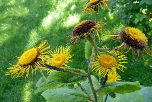 Inula Flower Flowers Yellow