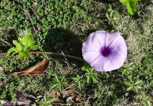 Ipomoea Cairica Ivy-Leaved Morning Glory