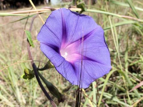 Ipomoea Purpurea Purple Common Morning Glory Ipomoea