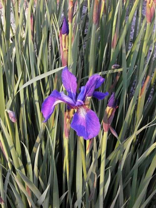 Iris Early Summer Flowers Purple Flowers Purple