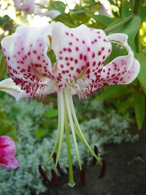 Iris Garden Flower