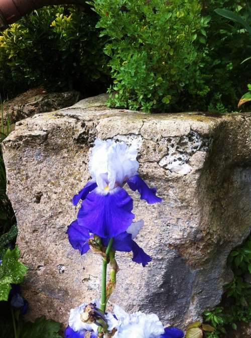 Iris Flower Blue White Nature Stone