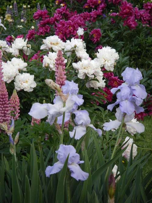 Iris Lupine Peony Flowers Nature White Helllila