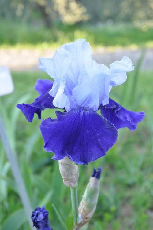 Iris Blue Garden Flower Spring Spring Flowers