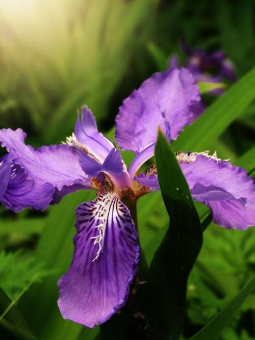 Iris Iris Tectorum Floral Purple Flower Flower