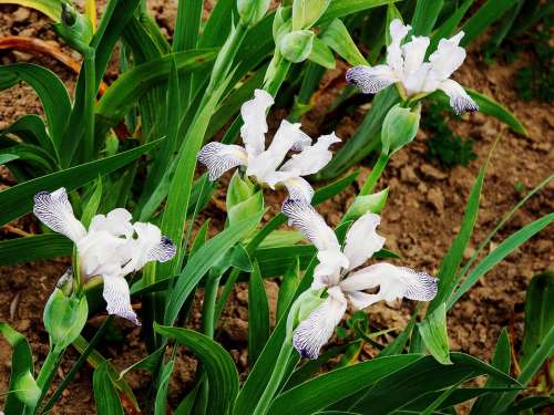 Iris Closeups Spring Blooming Nature Serene