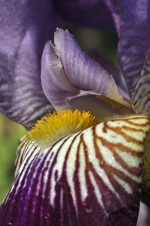 Iris Flower Bloom Markings Flowers Macro Purple