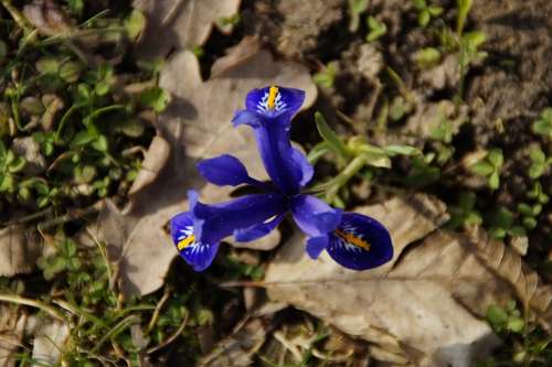 Iris Wild Flower Blue Blue Iris Iridaceae Bloom