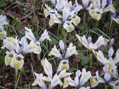 Iris Flowers Yellow Purple White