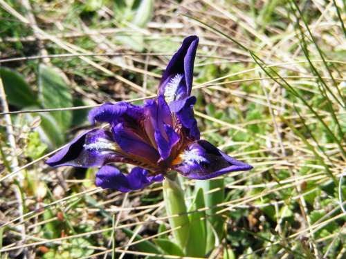 Iris Wild Iris Pseudarocus Flower Violet Wild Iris