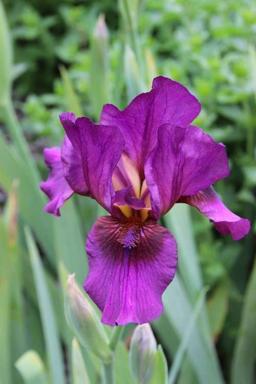 Iris Purple Blossom Bloom Dark Purple Bright