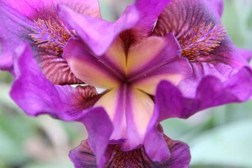 Iris Plant Violet Blossom Bloom Macro
