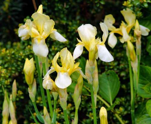 Iris Flowers Yellow Ornamental Plant Nature