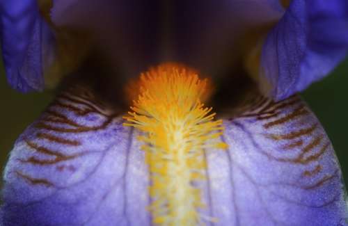 Iris Blue Flowers Close Up Macro Pollen Flora