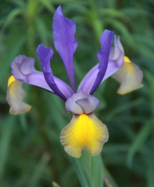 Iris Flower Garden Plant