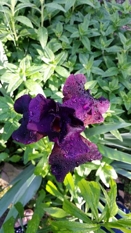 Iris Purple Bloom Garden Spring Nature Plant