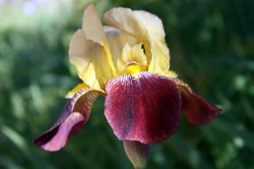 Iris Floral Flower
