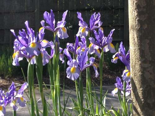 Iris Flowers Purple Floral Flower Blossom Spring