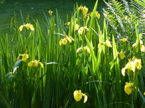 Iris Flower Flowers Plant Morning Light Yellow