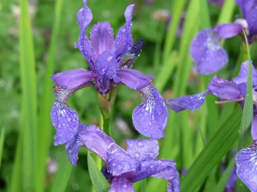 Iris Flower Raindrops Floral Nature Plant Blossom