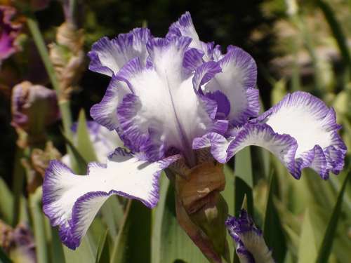 Iris Flower Nature Floral Spring Plant Blossom