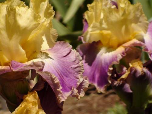 Iris Flower Garden Floral Plant Nature Summer