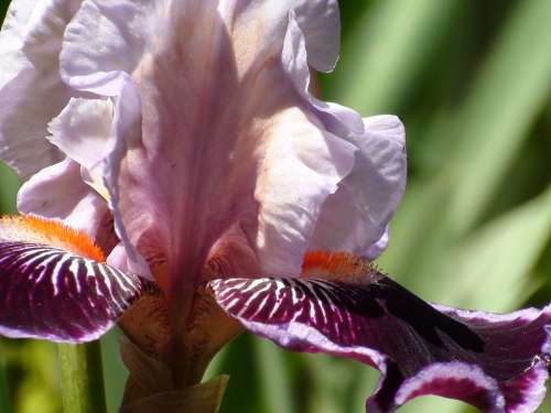 Iris Macro Close-Up Stamen Petal Stem Blossom