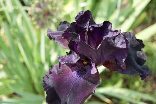 Iris Flower Lily Garden Plant Summer Spring