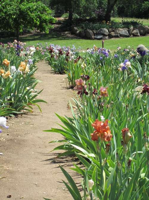 Iris Garden Path Nature Flower Flower Bed