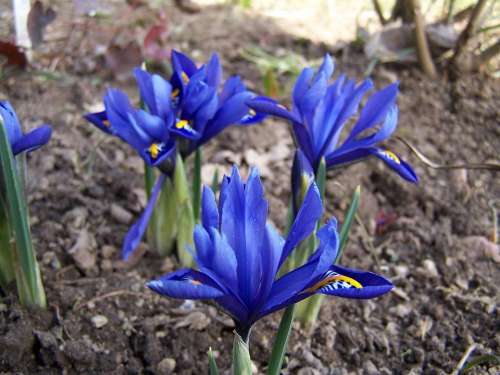 Iris Breeding Iris Schwertliliengewaechs Iridaceae