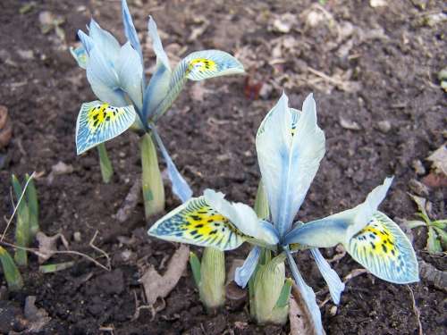 Iris Breeding Iris Schwertliliengewaechs Iridaceae