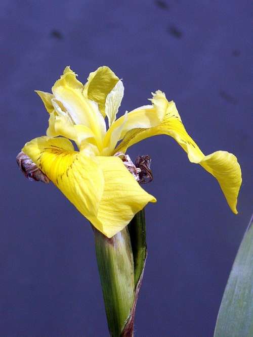 Iris Water Yellow Pond Bank Spring