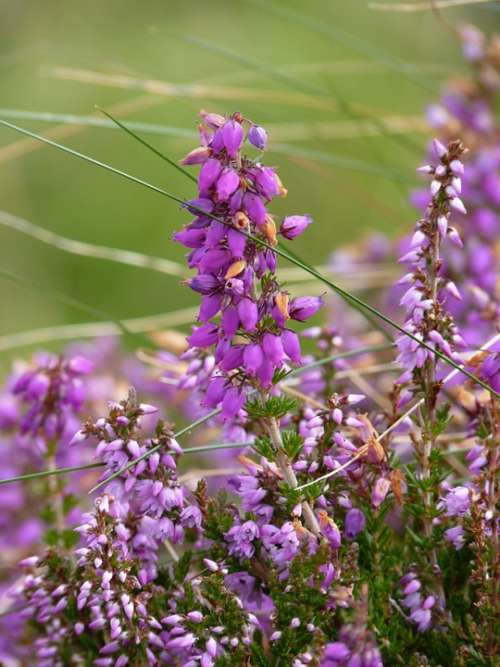 Irish Bell Heather Erika Heide Flower Pink Autumn