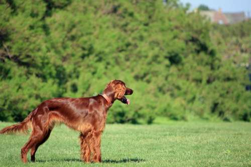 Irish Setter Red Setter Setter Dog Canine Pet