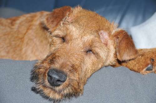 Irish Terrier Dog Sleeping Pet Animal Portrait