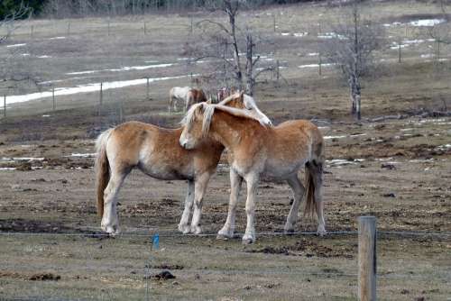 Islaender Horses Animals Field Nature Farmers