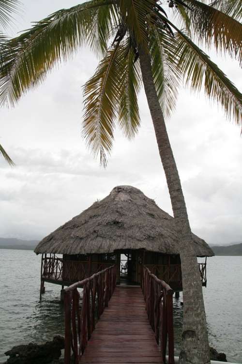 Island Cabin Caribbean Palm Tree