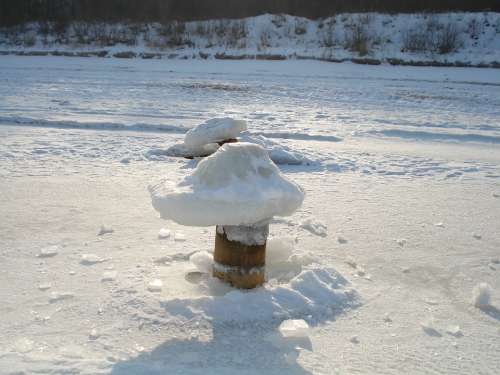 Island Of Usedom Winter Ice Mushrooms Mushroom