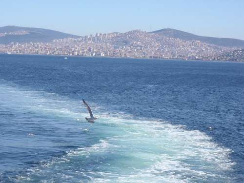 Istanbul Sea Gulls