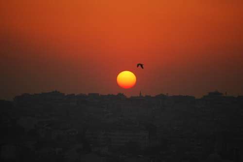 Istanbul Turkey Sunset Seagull Bird