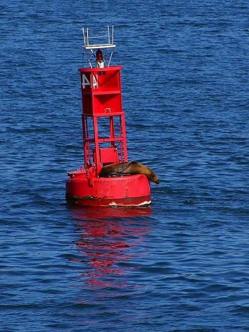 It Seal Bay San Diego Bouy