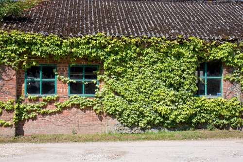 Ivy Window Windows Old Brick Building Shed Hut