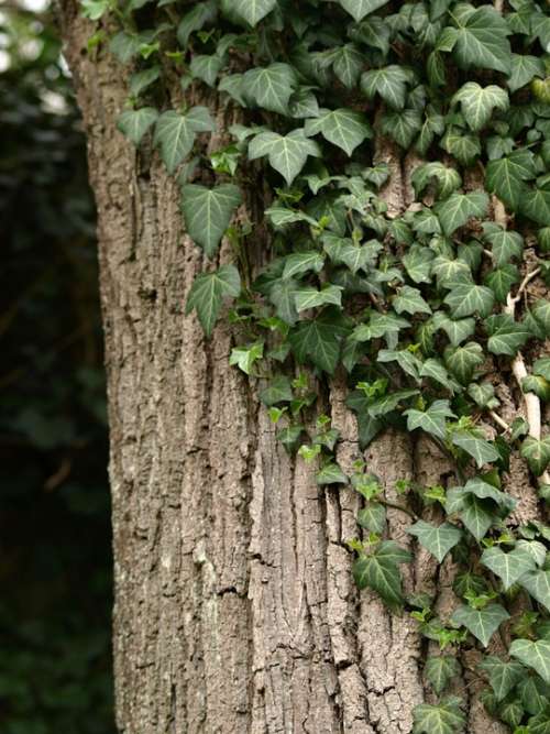 Ivy Tree Ranke Green Climber Plant