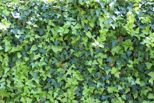 Ivy Green Garden Flora Nature Plant Decorative