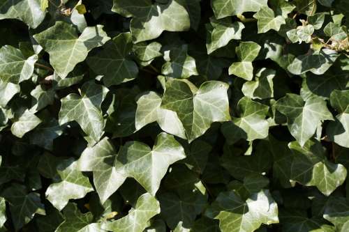 Ivy Background Structure Texture Light Shadow